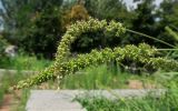 Setaria verticillata