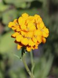 Erysimum tianschanicum. Соцветие. Узбекистан, Ташкентская обл., Пскемский хр., Угам-Чаткальский национальный парк, верховья ур. Аксарсай, около 2740 м н.у.м., каменистый водораздельный гребень хребта. 07.06.2023.