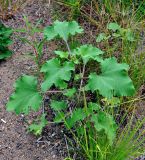 Xanthium orientale. Цветущее растение в сообществе с Carex neurocarpa. Хабаровский край, Бычиха, песчаный пляж. 29.07.2012.