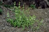Stachys pubescens. Цветущее растение. Нагорный Карабах, Унотское ущелье, осыпающийся каменистый склон. 10.05.2013.