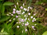 Allium anisopodium. Соцветие. Приморье, окр. пос. Новокачалинск. 28 июля 2007 г.