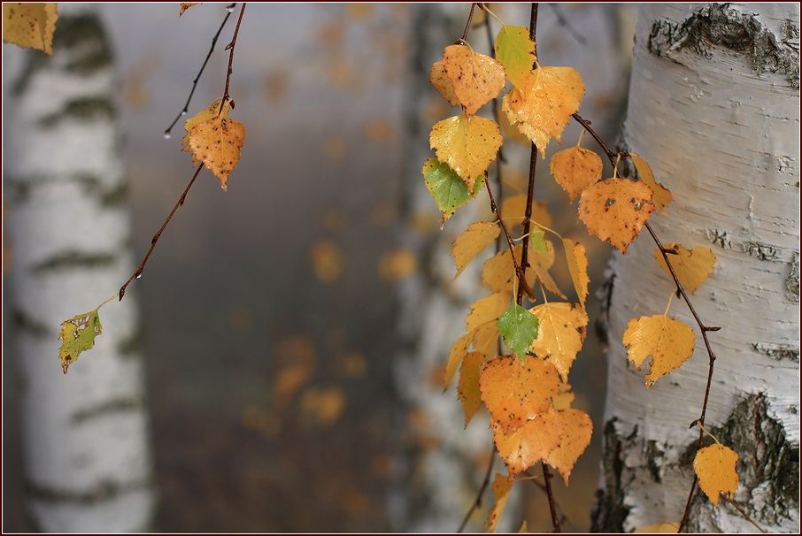 Изображение особи Betula pendula.