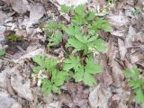 Corydalis cava