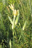 Dianthus elongatus