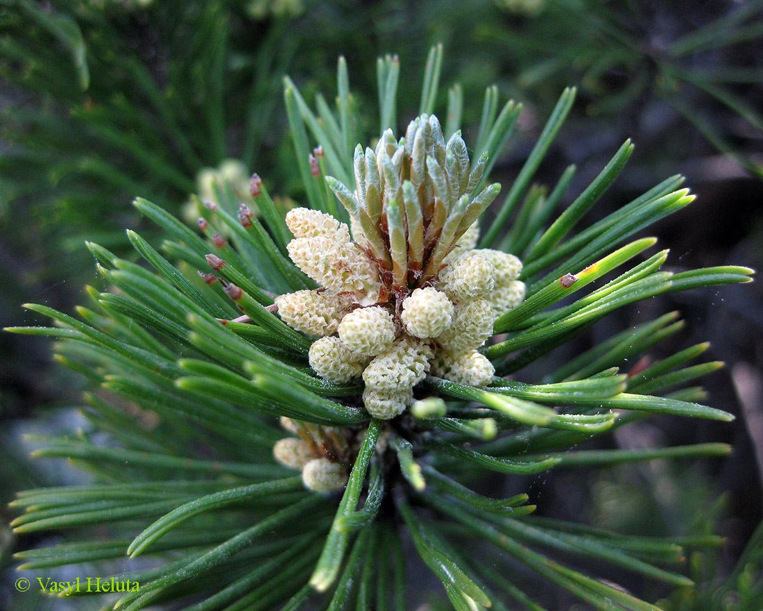 Изображение особи Pinus mugo.