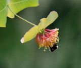 Lonicera caprifolium