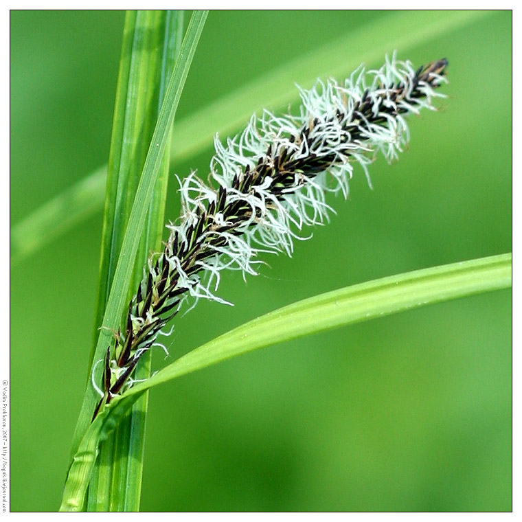 Изображение особи Carex acuta.