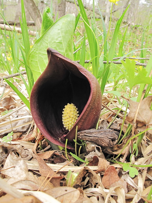 Изображение особи Symplocarpus renifolius.