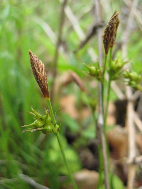 Изображение особи Carex longirostrata.