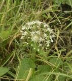 Allium decipiens. Соцветие. Украина, Донецкая обл., Володарский р-н, заповедник \"Каменные могилы\". 02.06.2012.