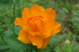 Trollius asiaticus