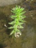 Myriophyllum verticillatum