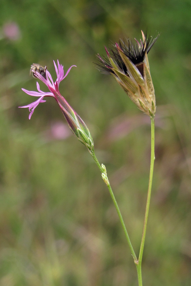 Изображение особи Crupina vulgaris.