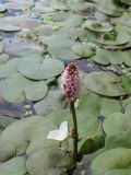 Persicaria amphibia