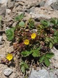 Potentilla gelida