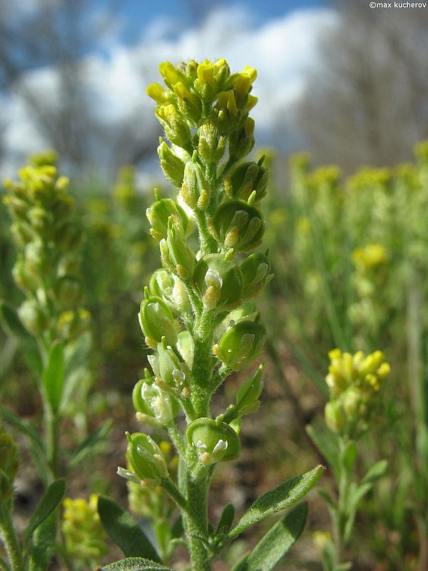 Image of Alyssum turkestanicum var. desertorum specimen.