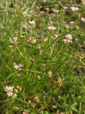 Asperula supina. Верхушка цветущего и плодоносящего растения. Краснодарский край, Новороссийский р-н, окр. пос. Абрау-Дюрсо, можжевеловое редколесье. 14.07.2013.