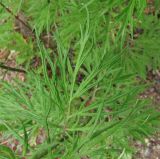 Artemisia vulgaris