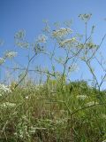 Falcaria vulgaris. Цветущее растение на многолетней залежи. Краснодарский край, север Кубани, ст. Шкуринская. 24.06.2009.