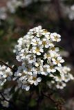 Spiraea pilosa. Соцветие. Южный Казахстан, хр. Каржантау, ущ. Кызылбулак. 27.05.2013.