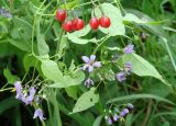 Solanum kitagawae