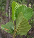 Alnus glutinosa. Верхушка побега. Ростовская обл., Усть-Донецкий р-н, Нижне-Кундрюченский заказник, окр. станицы Нижнекундрюченская, ур. Длинное, аренный лес. 23.06.2013.