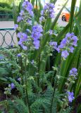 Polemonium caeruleum