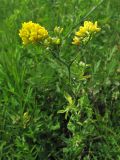 Medicago falcata