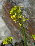 Erysimum hieraciifolium. Соцветие с завязавшимися плодами. Мурманская обл., Североморский р-н, окр. пос. Росляково, берег Кольского залива. 16.07.2009.