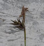 Carex kitaibeliana