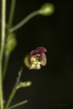 Scrophularia nodosa. Цветок. Саратов, Октябрьское ущелье. 05.07.2014.