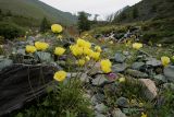 Papaver canescens. Цветущие растения. Около 2600 м н.у.м. Горный Алтай, долина р. Текелюшки, середина июля 2007 г.