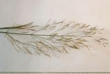 Agrostis stolonifera