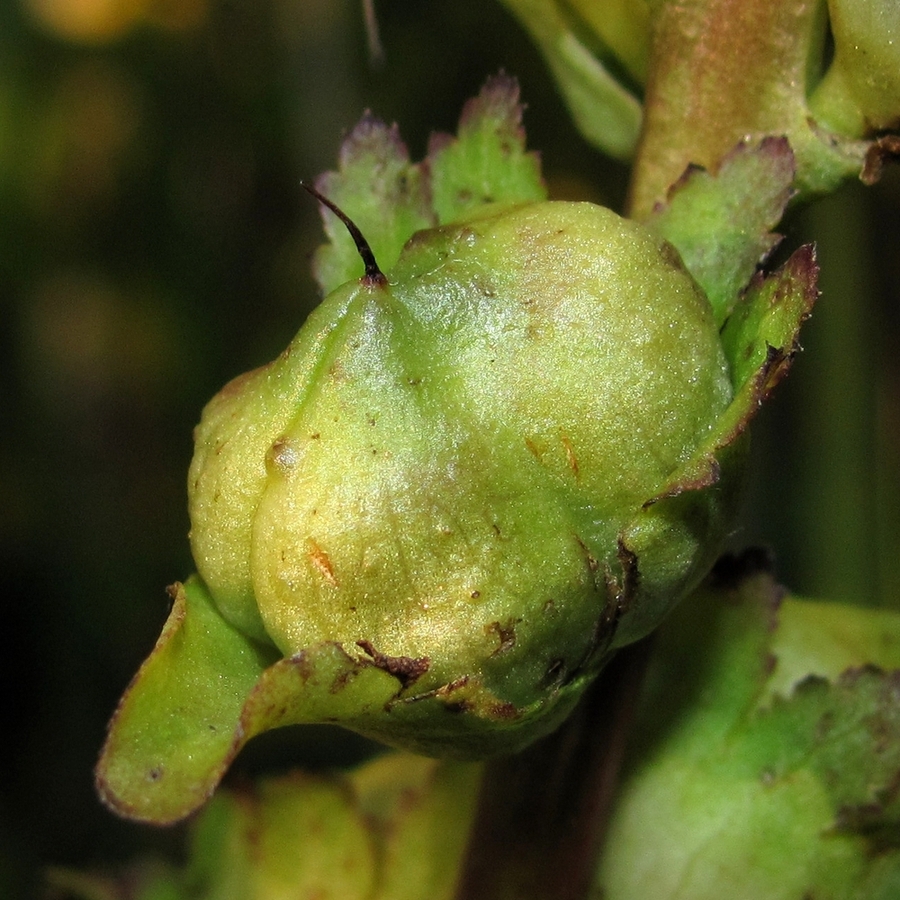 Изображение особи Pedicularis sceptrum-carolinum.