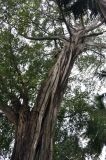 Ficus rumphii. Часть кроны и ствол старого дерева. Андаманские острова, остров Хейвлок. 30.12.2014.
