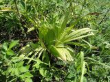 Veratrum nigrum