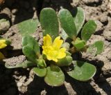 Portulaca oleracea. Верхушка побега с цветком. Восточный Казахстан, Уланский р-н, с. Украинка, дачный участок, сорняк. 19.08.2015.