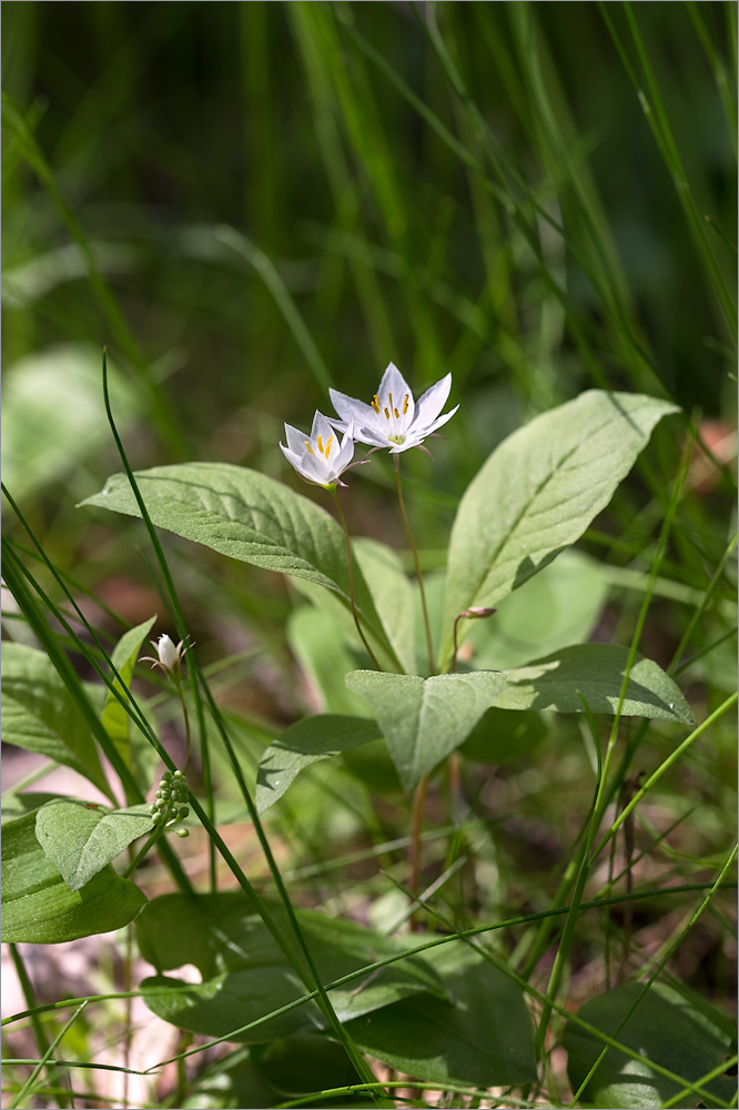 Изображение особи Trientalis europaea.