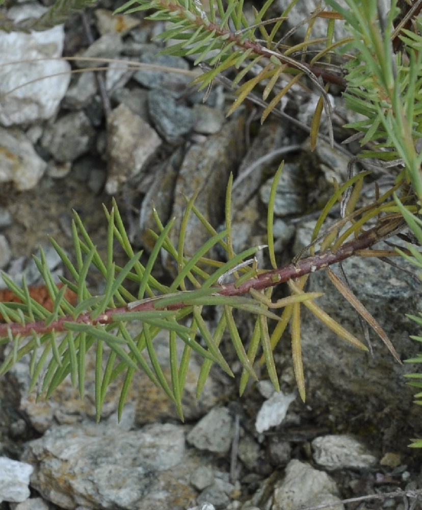 Изображение особи Linum tenuifolium.