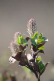 Salix myrsinites