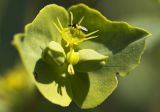 Euphorbia terracina