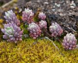 род Sedum