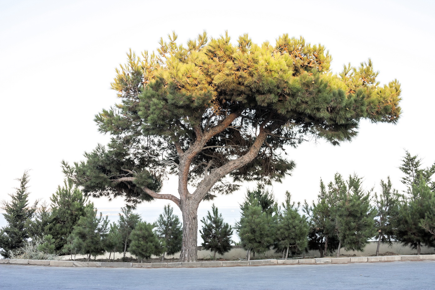 Изображение особи Pinus eldarica.