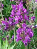 Oxytropis erecta