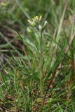 Alyssum minutum