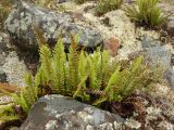 Dryopteris fragrans