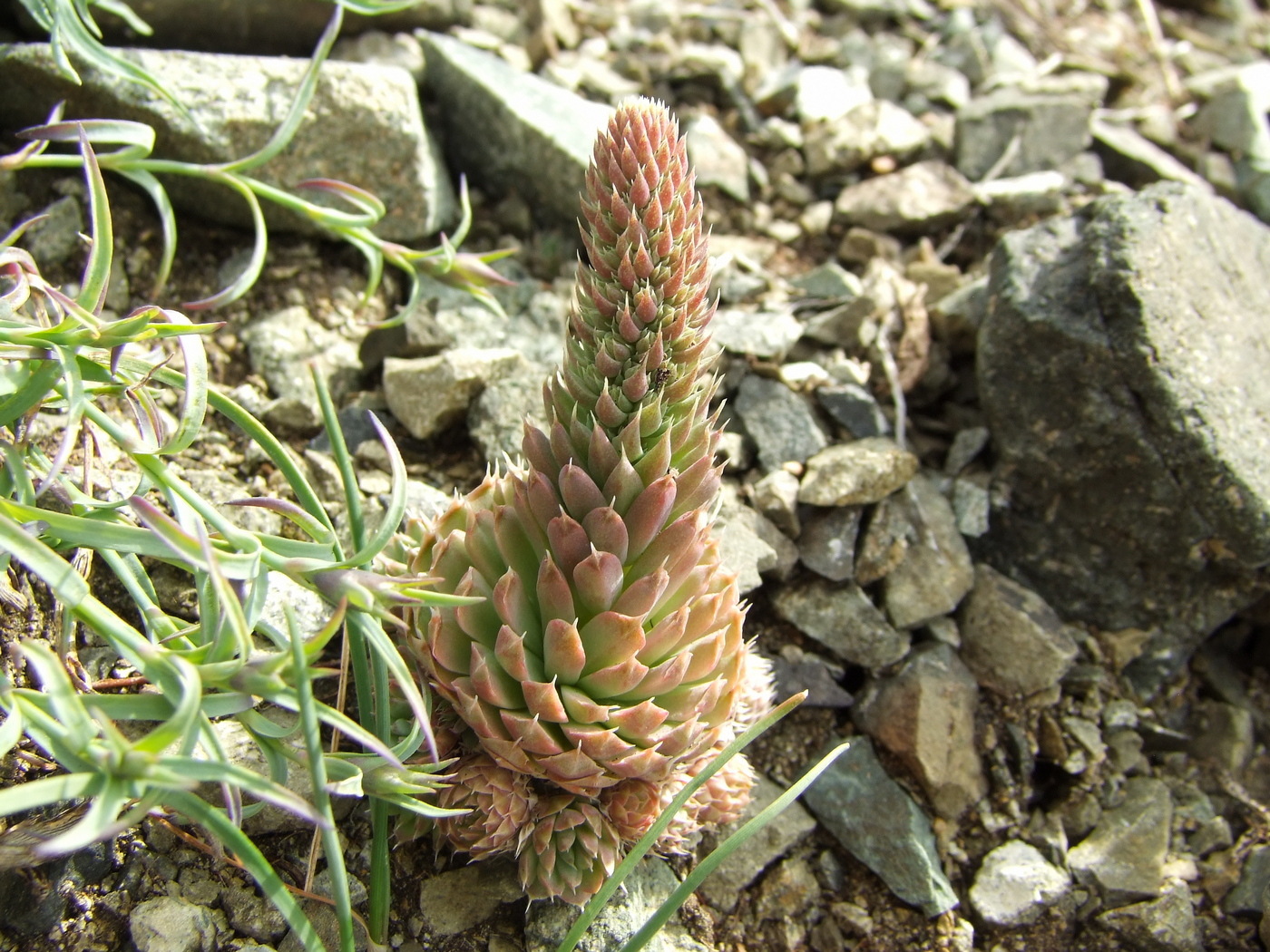 Изображение особи Orostachys spinosa.