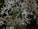 Cladonia amaurocraea