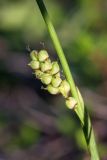 Carex vaginata подвид quasivaginata. Часть побега с соплодием. Мурманская обл., Кольский р-н, окр. пос. Дальние Зеленцы, окр. Столбового озера, кустарничковая тундра на склоне северной экспозиции небольшой сопки. 02.08.2017.