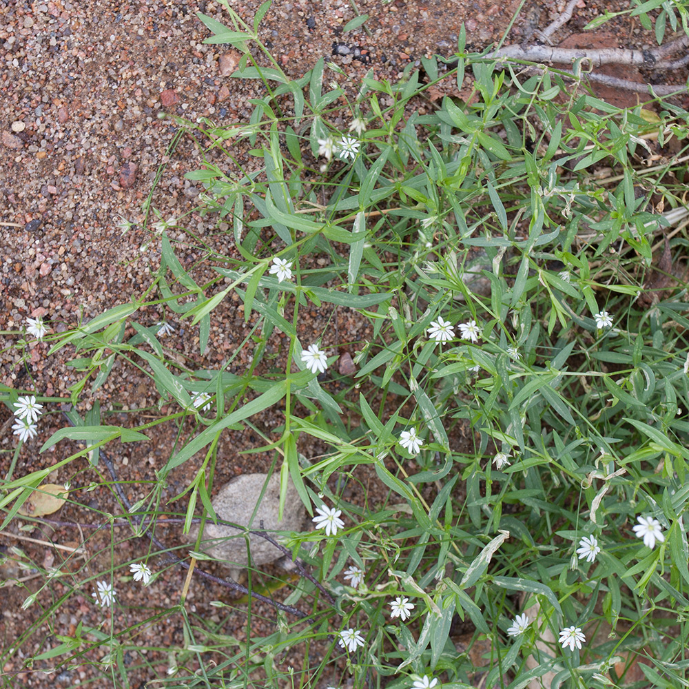 Изображение особи Stellaria palustris.